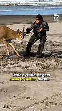 Stranger risks everything to save panicking deer 🙏❤️