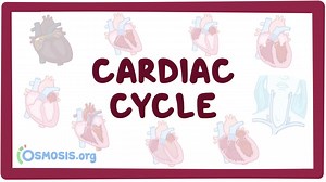 Cardiac cycle: Video, Causes, & Meaning | Osmosis