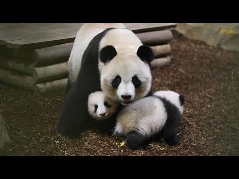 Les bébés panda dans la cour des grands - Ep 29