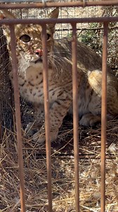 37K views · 778 reactions | Bobcat catch | Dunlap LURES | Facebook