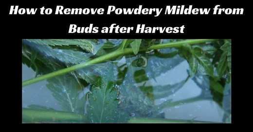 How to Remove Powdery Mildew from Buds after Harvest