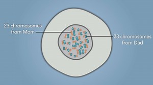 235 reactions · 16 shares | Genetics is changing the field of medicine. Build your knowledge with HMX Genetics. | HMX - Harvard Medical School | Facebook