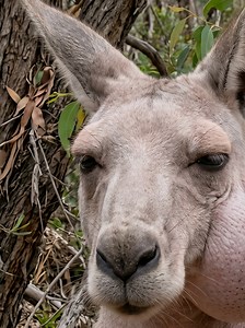 Dr.Moro: Unexpected Wildlife Encounter 🐦🦘 A rare and surprising moment in the wild — a toucan and a kangaroo meet face to face. Calm, curious interaction captured in nature. Moments like this remind us how diverse and fascinating wildlife can be 🌿 #wildlife #animals #kangaroo #toucan #doctormoro