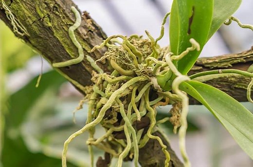 Top 19 Plants with Aerial Roots (With Pictures)