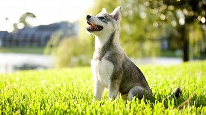 2.2K views | BREED OF THE WEEK The Alaskan Klee Kai is an...