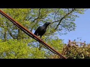 Vegetable Patch! Big Barn Farm 🚜☀️