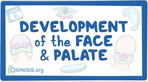 Development of the face and palate: Video, Causes, & Meaning | Osmosis