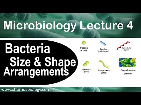 Microbiology lecture 4 | bacteria size shape and arrangement