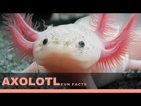 axolotl facts for kids – Interesting fun fact about axolotl diet, lifespan and gills