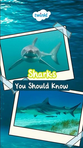 Types of Sharks for Kids | Fun Shark Facts | Twinkl USA