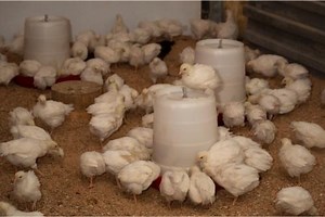 Broiler Starter Feed Formula for Impressive Growth