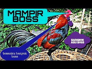 Jenis ayam bangkok super || Bangkok aduan super