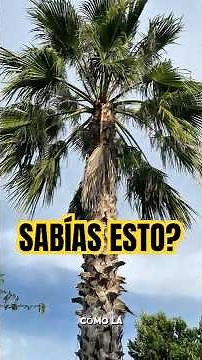 Sabal Palmetto: Florida's Iconic Tree with Amazing Medicinal Properties