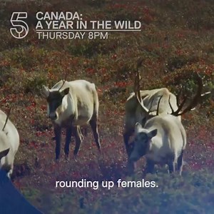 3.2K views · 20 reactions | This beautiful black bear knows there's no such thing as a free lunch, especially as the Canadian winter approaches. | Channel 5 | Facebook