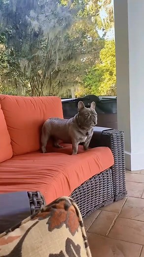 78K views · 2.8K reactions | super funny speaking aka screaming French bulldog Frenchie #dogsofinsta #dog #funny #frenchbulldog #reaction comedy fun | minniecantalk | Facebook