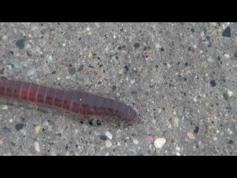 Earthworm (Lumbricus) Locomotion