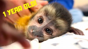 MonkeyHappy is almost 1 year old so in celebration we made this fun little video highlighting some of Happy's best moments! 🐵 Happy wants to know.. .When is your birthday? 👇 | MonkeyBoo