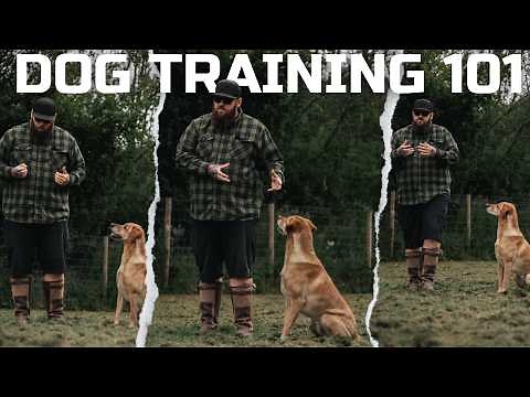 DOG TRAINING 101: How To Teach The Basics