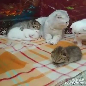 7.5K views · 666 reactions | Mama cat and her adorable kittens ❤️ www.Mainecoonus.com | Maine Coon US | Facebook