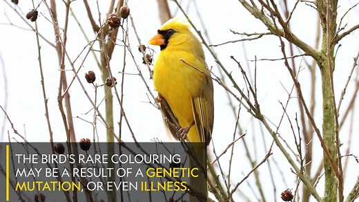 Cardinals are known for being brightly coloured but usually are red. This is one in a million yellow cardinal. | National Geographic UK