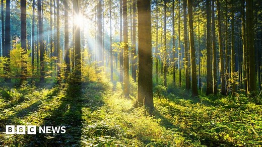 Climate change: Tree planting rise 'needs to happen quickly'