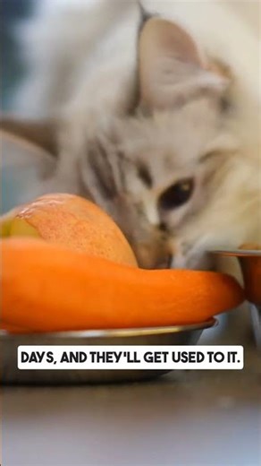 How to Get Your Cat to Eat New Food Fast! #CatProblems #CatAdvice #PetCare #CatLovers #CatHacks #cat