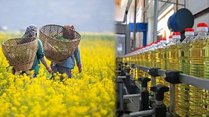 The Art of Harvesting Mustard Seeds and Extracting Oil