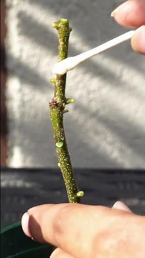 Scale Insect Treatment For Your Garden Plants - The Secret To Success #shorts