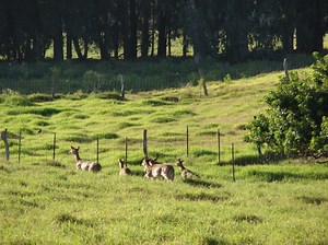 DLNR Announces 2018 Lāna‘i Deer Hunting Season | Maui Now