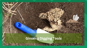 4 Best Ginseng Digging Tools That You Can Use - Farmer Grows
