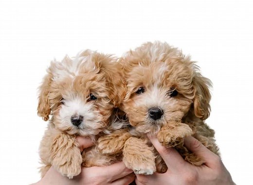 Maltipoo for Sale - Latest Pet Ads - Buy, Sell, Adopt