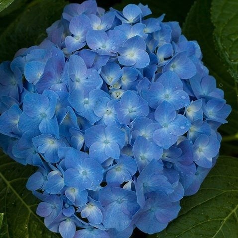 When and How to Prune Hydrangeas for Reliable Blooms - Garden Design
