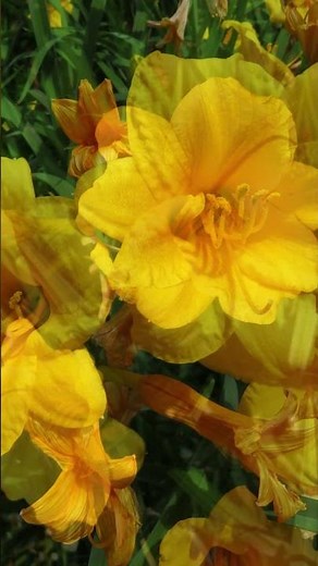 STELLA D'ORO DAYLILY: Perennial with cheerful golden yellow flowers in the summer garden.