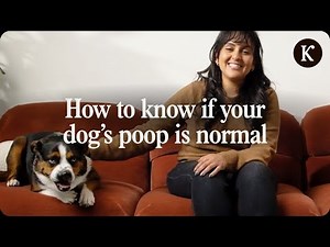Is Your Dog’s Poop Normal? 💩 5 Signs It’s Not