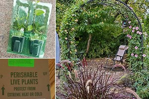 9 Online Nurseries You Can Trust (and 1 You Can't)