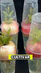Cómo cultivar tus propias frutas 🌱🏠 #cultivos #frutas #agricultura
