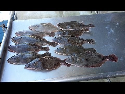 Best Flounder rig EVER for jigging up coolers full of Fluke.