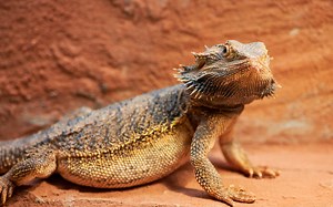 The Cheapest Pet Reptiles - The 12 Most Affordable Options