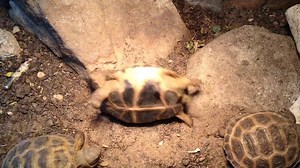 211 reactions · 21 shares | The Tortoise Table on Reels | Facebook