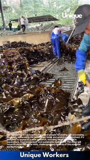 Seaweed farming for beginners: a simple guide to seaweed harvesting