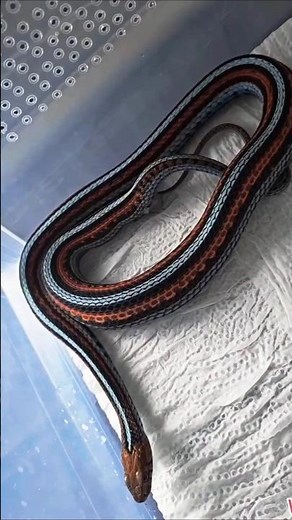 “California Red-Sided Garter Snakes Mating in the Wild”