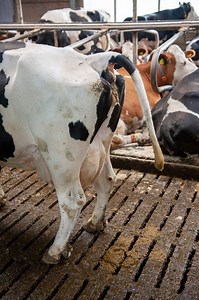 Module 7: Manure Pit Safety