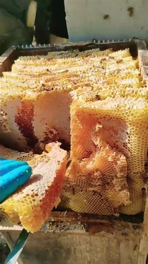 #honeybeesting #beekeeping #beefeater #vlong #honey