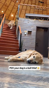 954K views · 16K reactions | My dog is a ball thief!  Nearly every day, Ellie will nap with a ball. But when Emma notices, she goes bananas and will do anything to get that specific ball back, even though she has like 142 other balls around the house. #goldenretrieverlife #dog #smile #bffs | Ellie Golden Life | Facebook