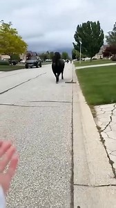 21K views · 504 reactions | Funny cow  | Free fun | Facebook