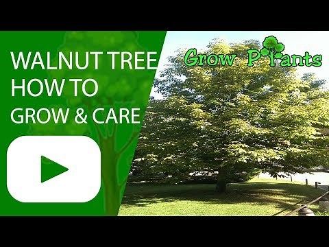 Walnut tree - How to grow, care and harvest