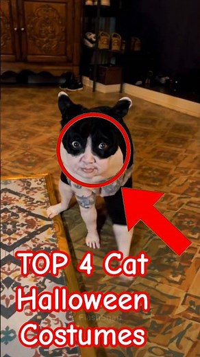 Top 4 Cat Halloween Costumes That’ll Give You Nightmares #CatHalloween #ScaryCats #CreepyCostumes