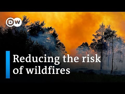 What causes forest fires and how best to prevent them | DW News