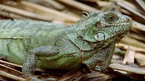 96K views · 1.1K reactions | Did you know: half of the 44 known iguana types are endangered or vulnerable. On Iguana Awareness Day, we want to highlight what makes these scaly species so vital. | National Geographic Animals | Facebook