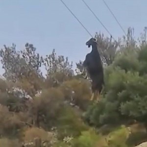 Me critical analysis of a goat stuck on a power line.🎙 | Ozzy Man Reviews
